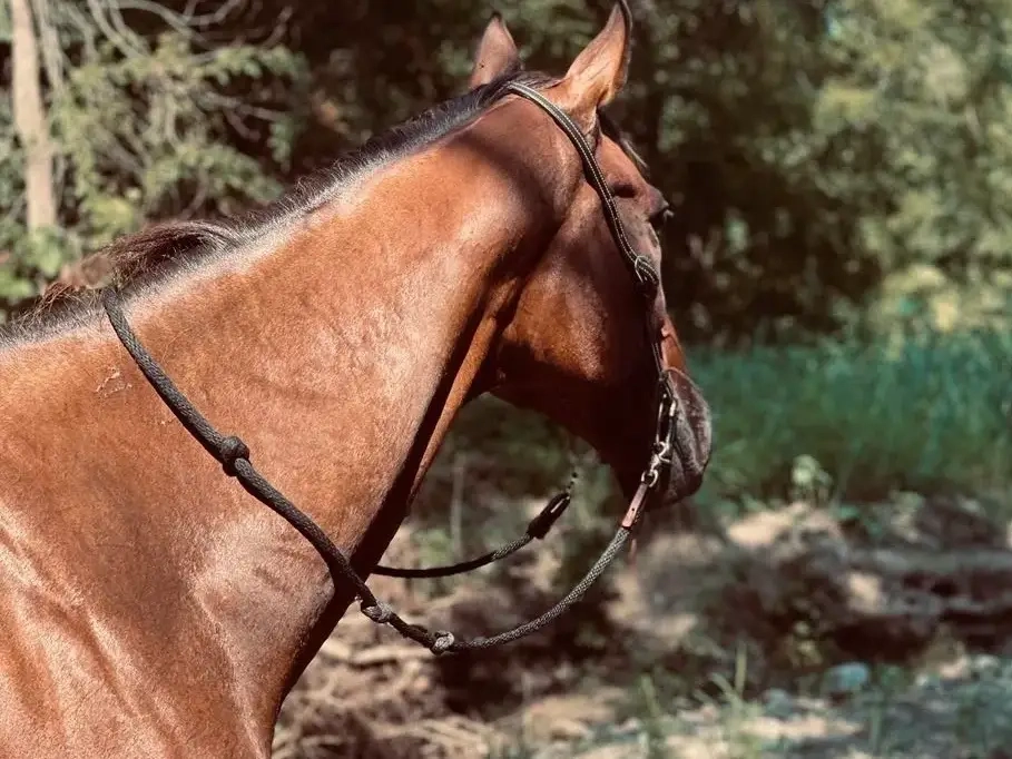 Brown horse wearing bridle in forest
